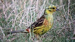 Goldammer auf Nahrungssuche für den Nachwuchs _ #Vogelbeobachtung