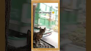 KAGET !!! #shortvideo #cat #funnycat