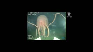 Mysterious Alien Sea Creature || Unusual Deep Sea Creature