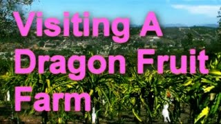 Visiting A Dragon Fruit Farm