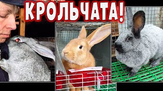 Что и требовалось доказать! Бугаюшечка и Сильва окролились