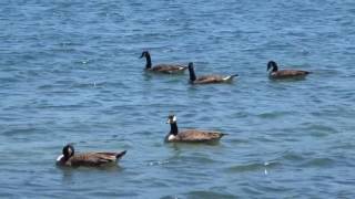 2016 June 16, Valleyfield, QC, Canards-Ducks-Geese, filmé par Jude Potvin