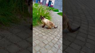 Stray Chinese siamese cat run 🥲🥹 #cat #mycat #streetcat #catlover