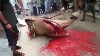 Camel Qurbani Full Video استغفراللہ ظلم کی انتہا کردی