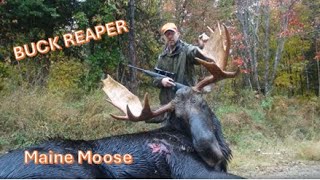 Maine Moose Hunt in Zone 4 - Buck Reaper