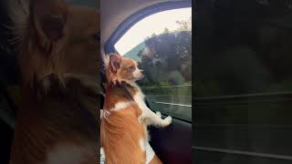 Aquele roleeee com o papai , #dog na estrada #na estrada #pets Jack