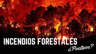 El efecto fénix: las ventajas ecológicas de los incendios forestales