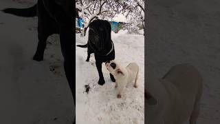 Неаполитанский мастиф и французский бульдог./ Neapolitan Mastiff and French Bulldog.