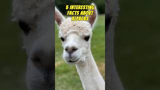 5 Interesting Facts About Alpacas #shorts #Alpacas