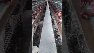 Chickens Dance #farm #fyp #chicken #funnyvideo #funny #funnydance