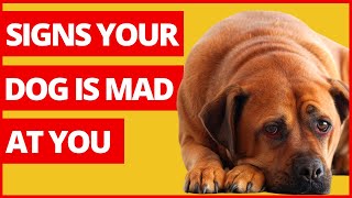 10 Signs Your Dog Is Mad At You