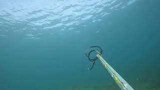 Needlefish shot my 130cm jaiwhospeargun