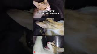 PROSES KUCING MELAHIRKAN #shorts #shortvideo