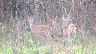 Odocoileus virginianus - Key Deer, Key Deer Toy Deer, White-tailed Deer