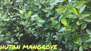 HUTAN MANGROVE