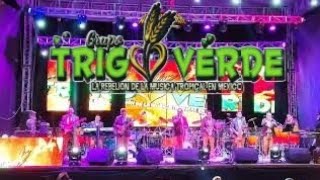 🎸PRESENTACIÓN ➕ CUMBIA DE BUENAVENTURA 🎸 GRUPO TRIGO VERDE