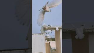 pigeons video #shorts #viral #pigeon #nafeespigeon