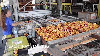 Gleanings Peach Process