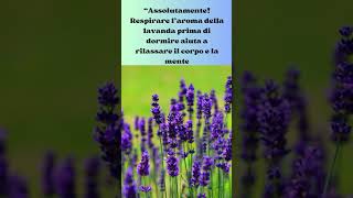 La lavanda può migliorare il sonno? #shorts #curiosità #lavanda #fiori