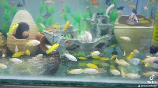 malawi African Cichlid's aquarium tank