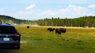 Yellowstone National Park (Bison are everywhere)#nature #shorts #travel #nationalpark