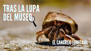 Tras la Lupa del Museo - El cangrejo ermitaño 🔍🦀🐚