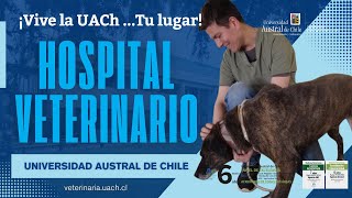 Explorando el Hospital Veterinario de la UACh