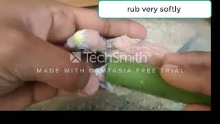 Budgies feather plucking solution