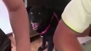 Dog surprised 1