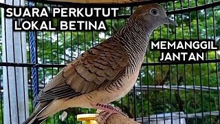 Perkutut betina memanggil Jantan - bikin jantan Bunyi Gacor || The female turtle dove calls the male