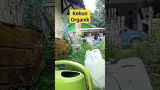 sterilkan lahan di kebun #organik simak channel nya #shorts