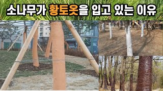 소나무가 황토옷을 입고 있는 이유