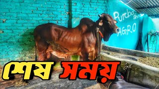 কোন গরু কততে বিক্রি হল আর আস্কিং কত || ভাই কত নিল || Purbasha Agro