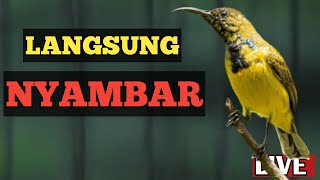 🔴 LANGSUNG NYAMBAT, PANCINGAN SOGON AMPUH NYAMBAR GACOR