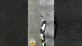 🚨😱 ¡AYUDA! ¿QUÉ CLASE DE SERPIENTE ES? ​😨​​🥺​ - #shorts