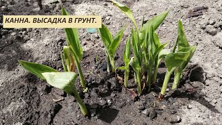 Посадка канны в грунт после проращивания. ч.4.2021  Отличные ростки и КОРНИ.