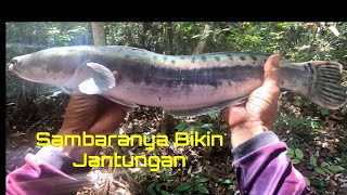 SAMBARANYA BIKIN JANTUNGAN