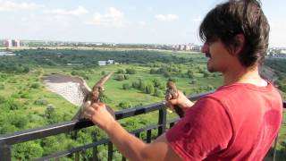 kestrel release