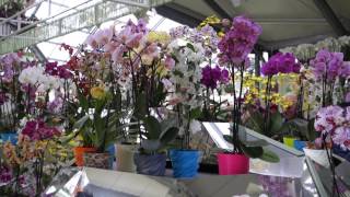 Orchid display at the Keukenhof