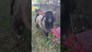 Badulki launiya | Goat Ready for Dashara #celebration #goat