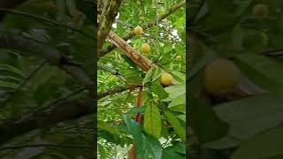 Buah Pala #shortvideo #shorts #short #pala