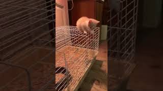 Chaton équilibriste qui rencontre les poussins ! Suite à la vidéo je ne l’ai pas laissé continuer