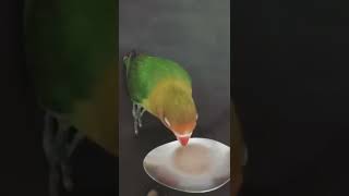 ZOPI SI LOVEBIRD YANG PINTAR DAN JINAK