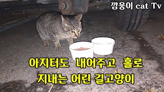 지내던 아지터를 내어주고 홀로  살아가는 어린 길고양이