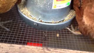 Best Zero Waste Bulk Gravity Chicken Feeder/Waterer Saves Money $$$