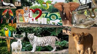 Delhi Ka Chidiya ghar | Delhi Ka Zooo | Baccho Ki Masti Bhari Duniya | Delhi ZOo | Tigar | Chita |