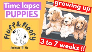 Adorable Labrador Puppies growing up Time Sequence From 3 to 7 weeks! #shorts