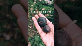 PETIK BUAH TIN BESAR UKURANNYA dibanding yg lain, karena tinggi pohon sudah 2 meter lebih #figfruit