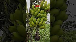 কলা।Banana #banana #nature #fruit #organic #bananatree #bananalove