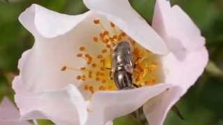 Eristalinus sepulchralis